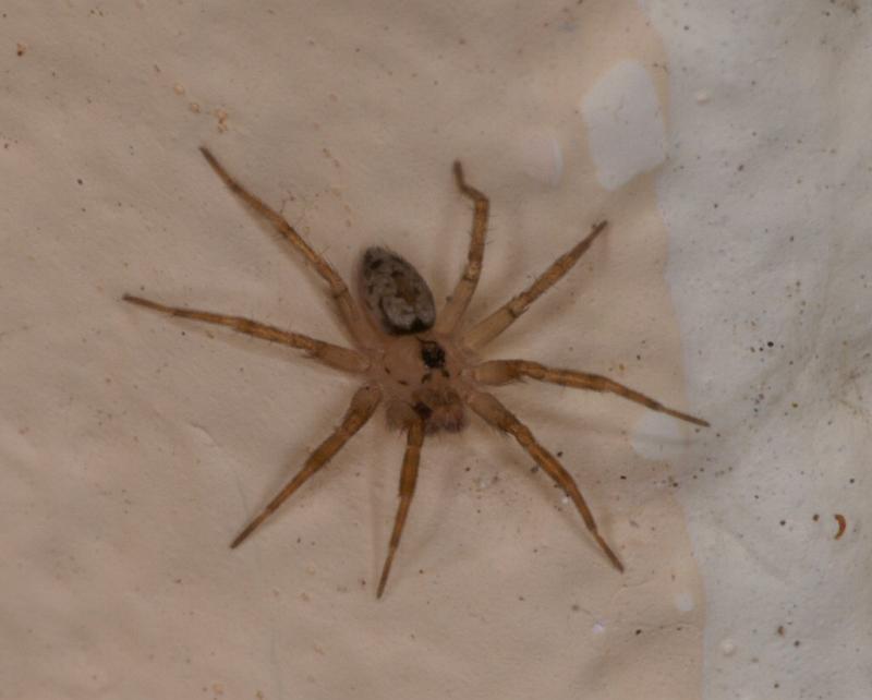 Oecobius_annulipes_D3219_Z_88_Valle Gran Rey_Spanje.jpg